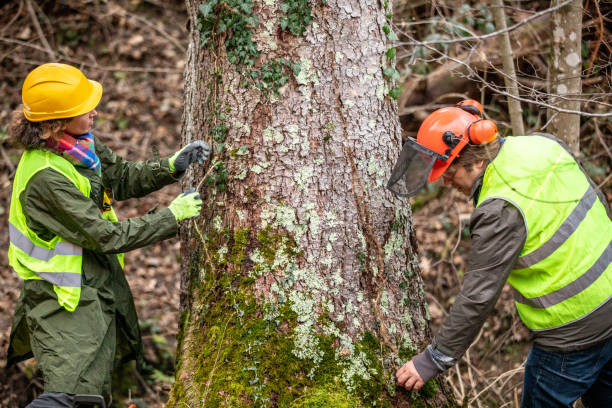 Best Stump Grinding and Removal  in North Adams, MA