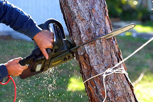 Professional Tree Services in North Adams, MA